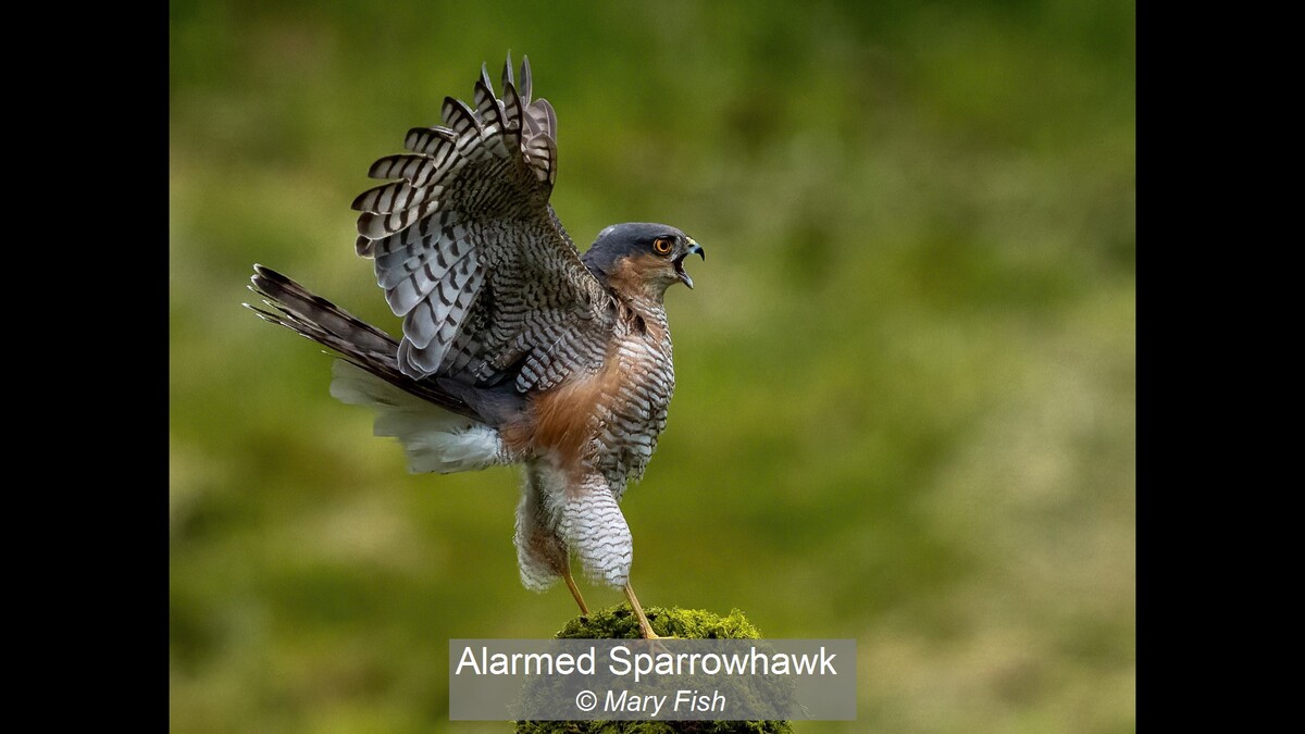 Alarmed Sparrowhawk